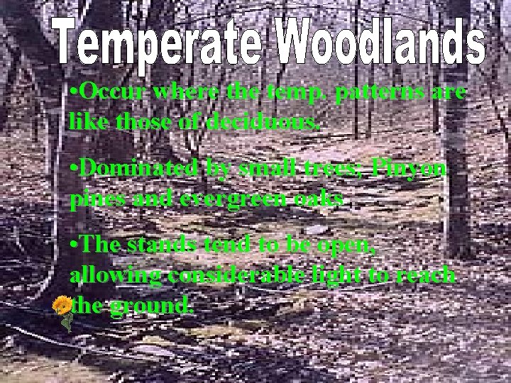  • Occur where the temp. patterns are like those of deciduous. • Dominated