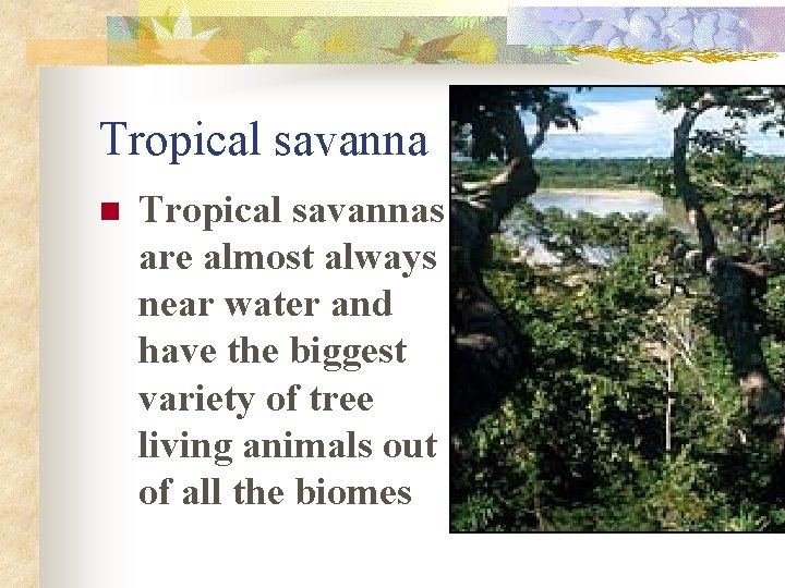 Tropical savanna n Tropical savannas are almost always near water and have the biggest