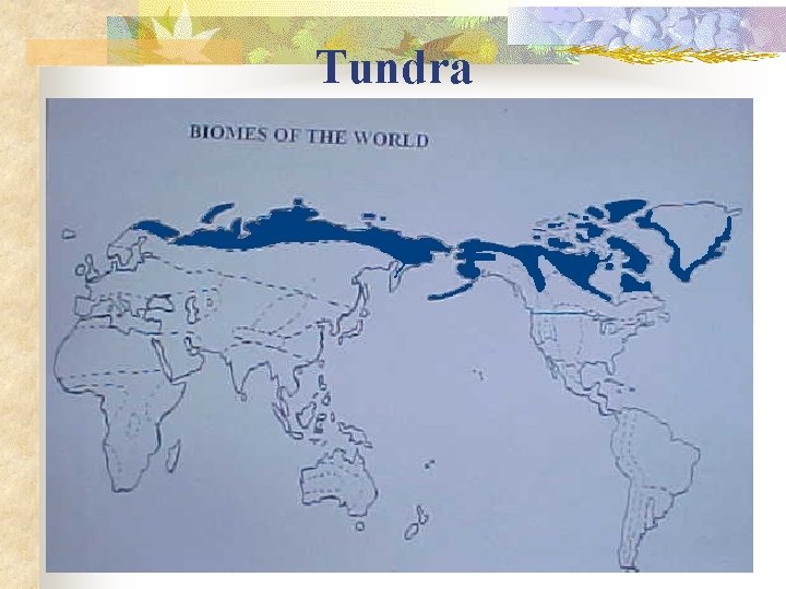Tundra 
