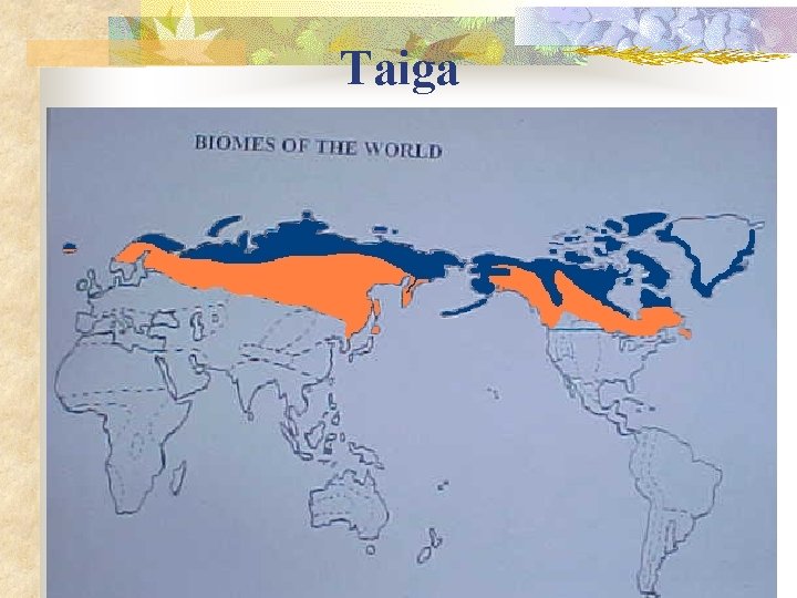 Taiga 