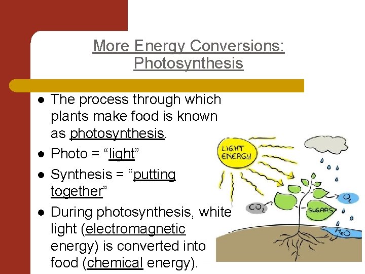 More Energy Conversions: Photosynthesis l l The process through which plants make food is