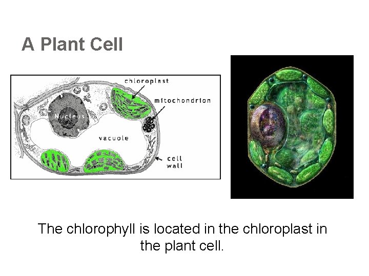 A Plant Cell The chlorophyll is located in the chloroplast in the plant cell.