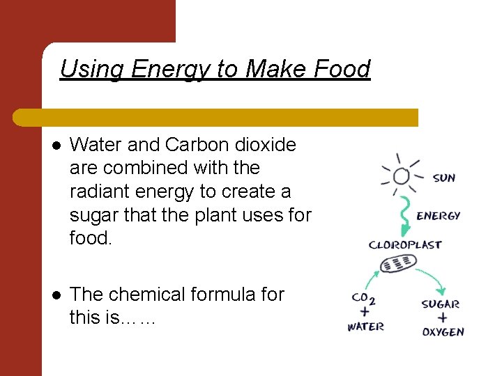 Using Energy to Make Food l Water and Carbon dioxide are combined with the
