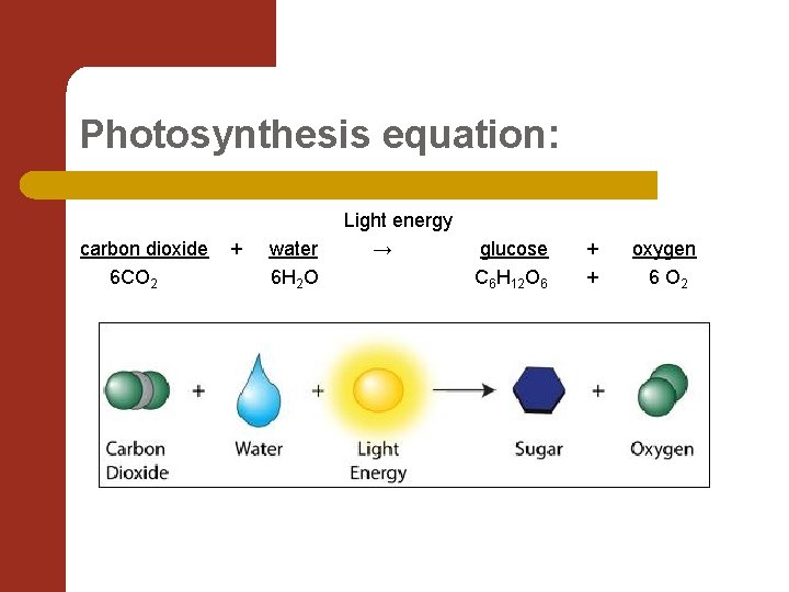 Photosynthesis equation: carbon dioxide 6 CO 2 + water 6 H 2 O Light