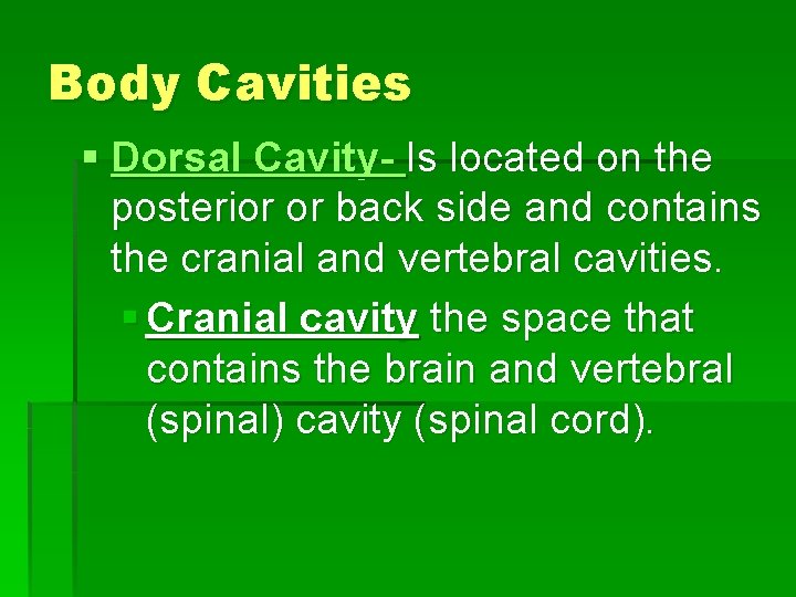 Body Cavities § Dorsal Cavity- Is located on the posterior or back side and