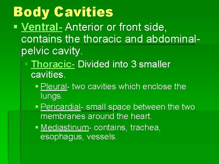 Body Cavities § Ventral- Anterior or front side, contains the thoracic and abdominalpelvic cavity.