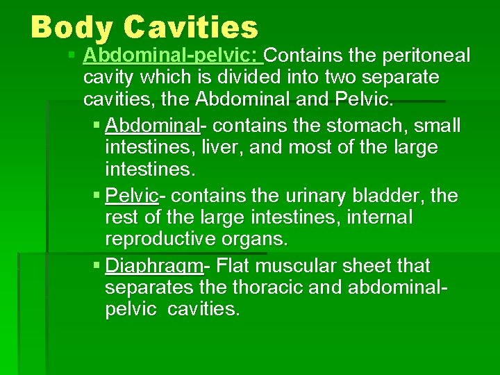 Body Cavities § Abdominal-pelvic: Contains the peritoneal cavity which is divided into two separate