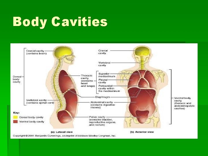 Body Cavities 