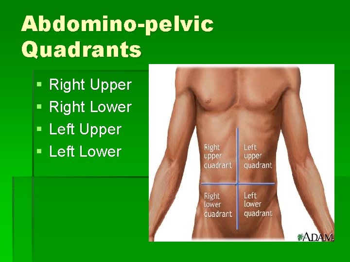 Abdomino-pelvic Quadrants § § Right Upper Right Lower Left Upper Left Lower 