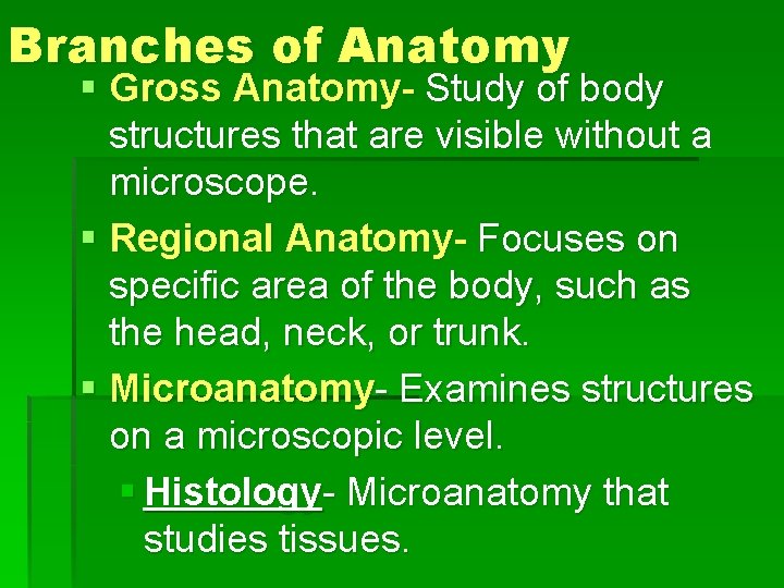 Branches of Anatomy § Gross Anatomy- Study of body structures that are visible without