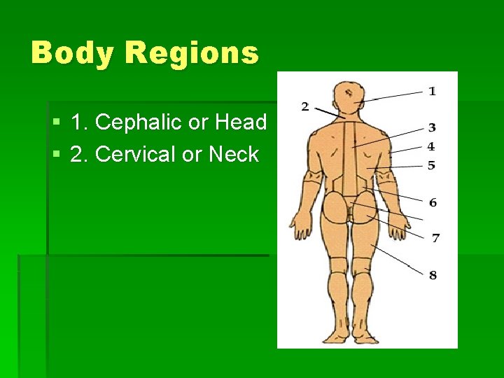 Body Regions § 1. Cephalic or Head § 2. Cervical or Neck 