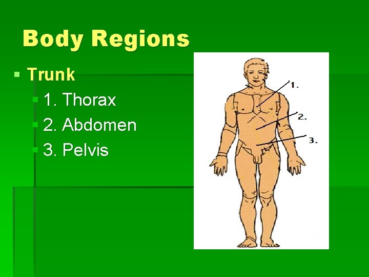 Body Regions § Trunk § 1. Thorax § 2. Abdomen § 3. Pelvis 