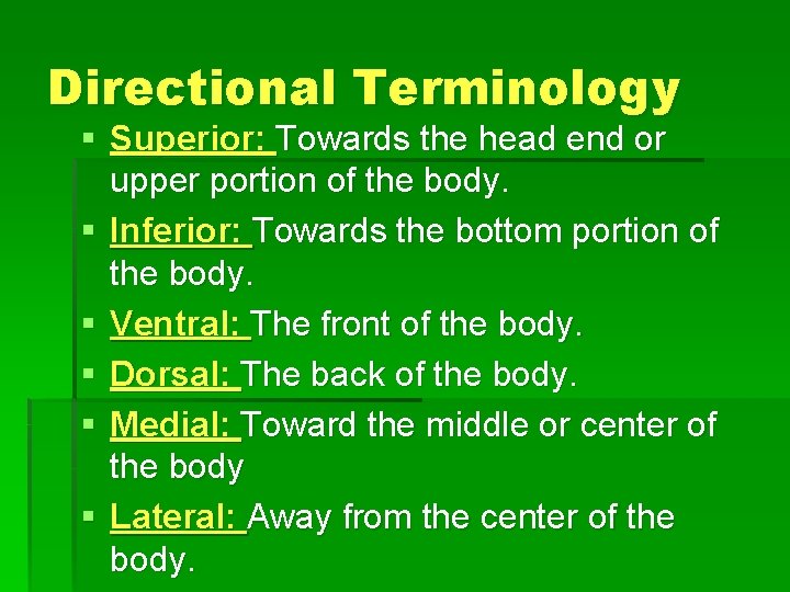 Directional Terminology § Superior: Towards the head end or upper portion of the body.