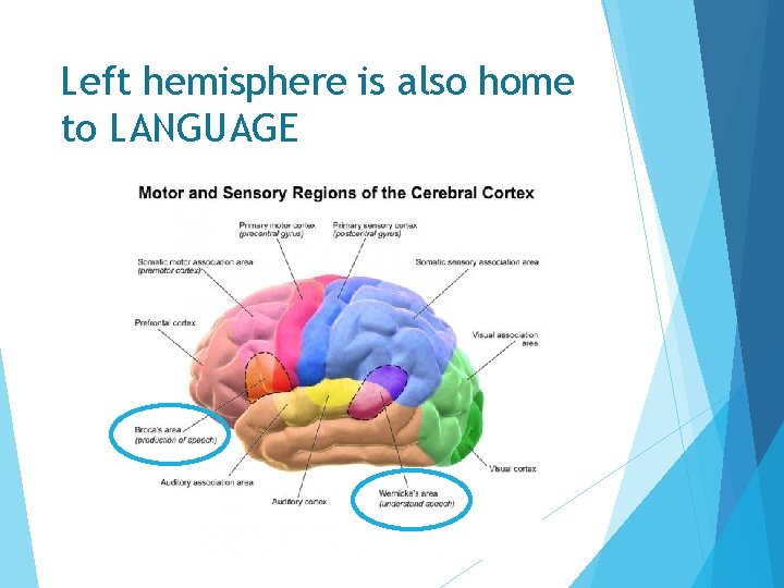 Left hemisphere is also home to LANGUAGE  Left hemisphere is also home to LANGUAGE