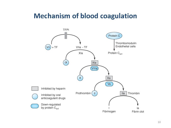 Mechanism of blood coagulation 10 