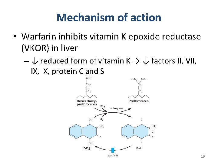 Mechanism of action • Warfarin inhibits vitamin K epoxide reductase (VKOR) in liver –