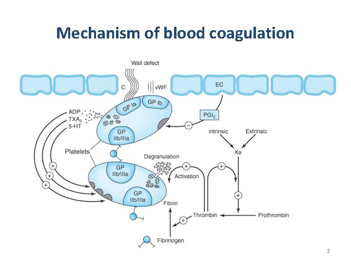 Mechanism of blood coagulation 2 