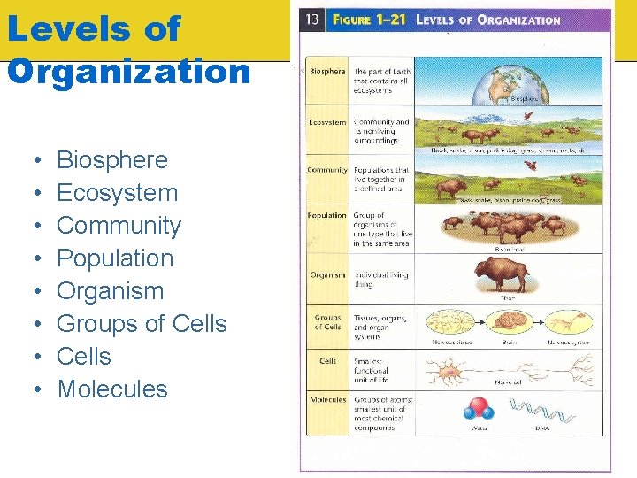 Levels of Organization • • Biosphere Ecosystem Community Population Organism Groups of Cells Molecules Levels of Organization • • Biosphere Ecosystem Community Population Organism Groups of Cells Molecules