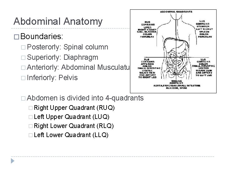 Abdominal Anatomy � Boundaries: � Posterorly: Spinal column � Superiorly: Diaphragm � Anteriorly: Abdominal