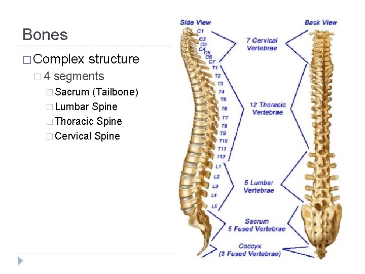 Bones � Complex � 4 structure segments � Sacrum (Tailbone) � Lumbar Spine �