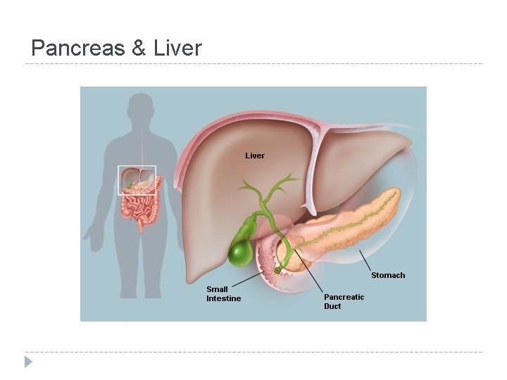 Pancreas & Liver 