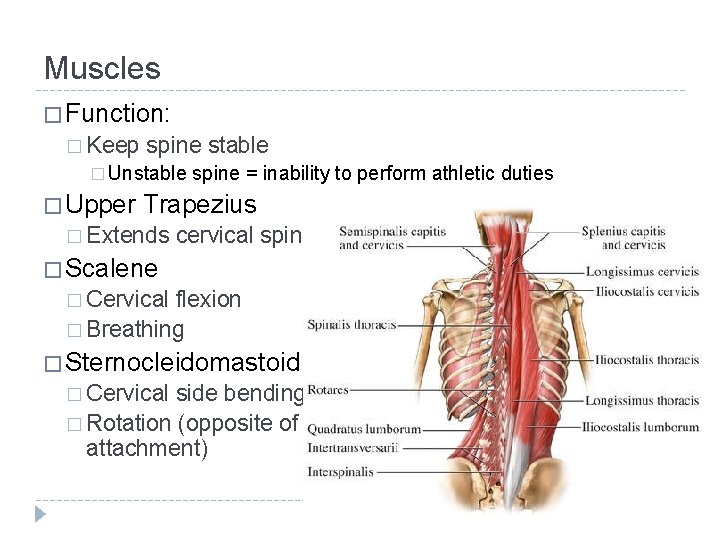Muscles � Function: � Keep spine stable � Unstable � Upper spine = inability