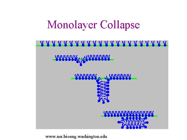 Monolayer Collapse www. nsr. bioeng. washington. edu 