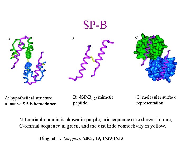 SP-B A: hypothetical structure of native SP-B homodimer B: d. SP-B 1 -25 mimetic