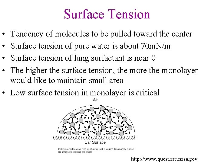 Surface Tension • • Tendency of molecules to be pulled toward the center Surface