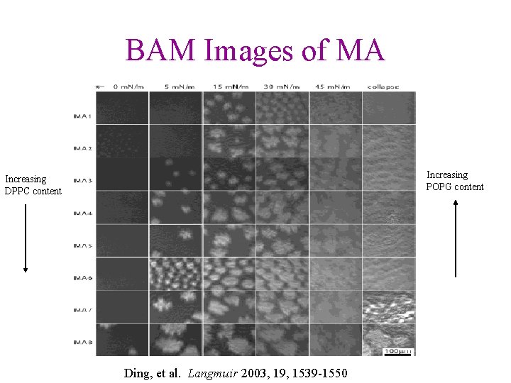 BAM Images of MA Increasing POPG content Increasing DPPC content Ding, et al. Langmuir