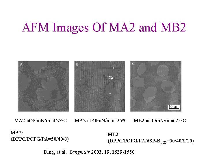 AFM Images Of MA 2 and MB 2 MA 2 at 30 m. N/m