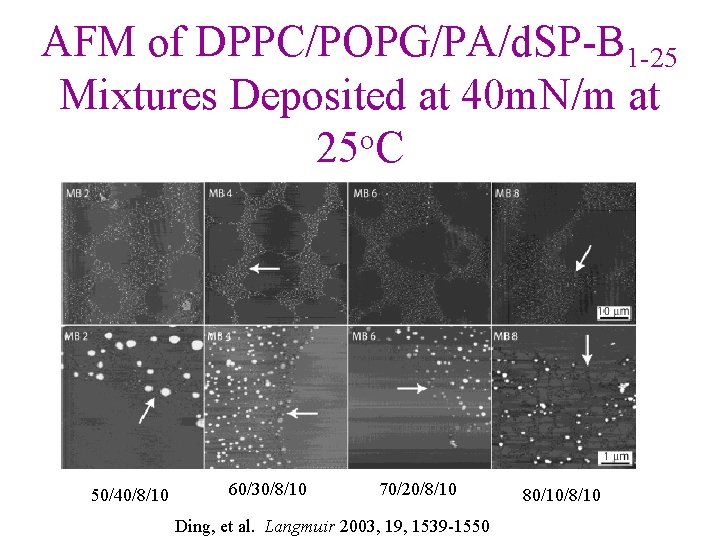 AFM of DPPC/POPG/PA/d. SP-B 1 -25 Mixtures Deposited at 40 m. N/m at 25