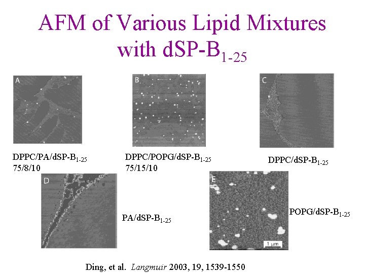 AFM of Various Lipid Mixtures with d. SP-B 1 -25 DPPC/PA/d. SP-B 1 -25