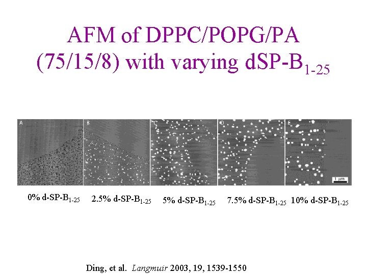 AFM of DPPC/POPG/PA (75/15/8) with varying d. SP-B 1 -25 0% d-SP-B 1 -25