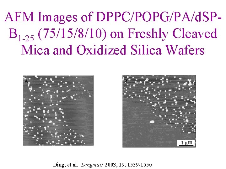AFM Images of DPPC/POPG/PA/d. SPB 1 -25 (75/15/8/10) on Freshly Cleaved Mica and Oxidized