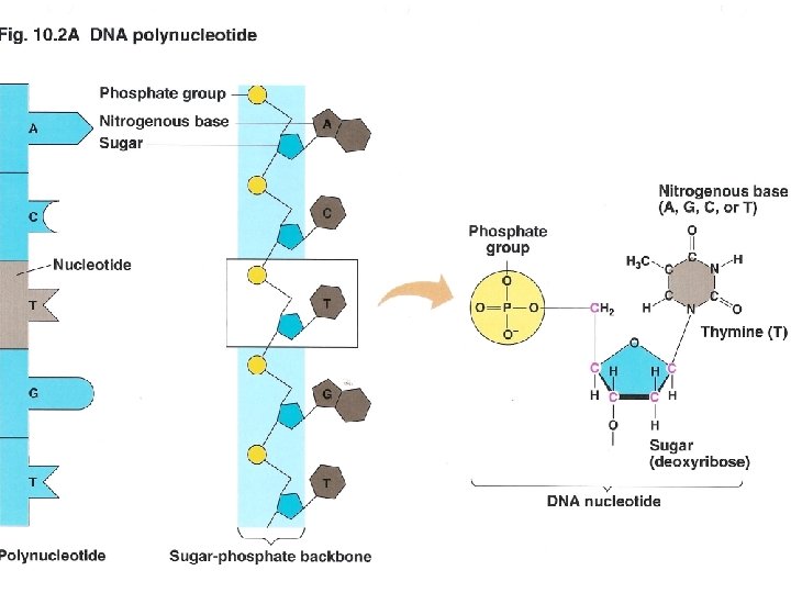 Book of Life DNA Protein Synthesis Ch 10