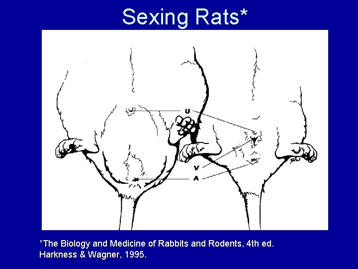 Sexing Rats* *The Biology and Medicine of Rabbits and Rodents, 4 th ed. Harkness