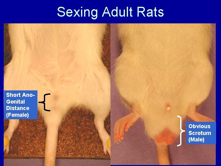 Sexing Adult Rats Short Ano. Genital Distance (Female) Obvious Scrotum (Male) 