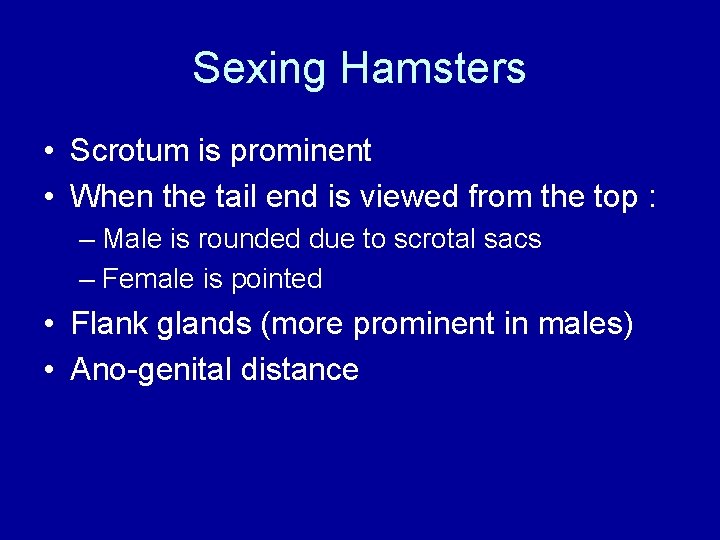 Sexing Hamsters • Scrotum is prominent • When the tail end is viewed from
