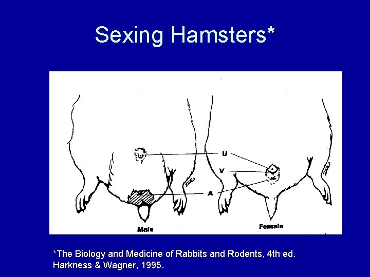 Sexing Hamsters* *The Biology and Medicine of Rabbits and Rodents, 4 th ed. Harkness