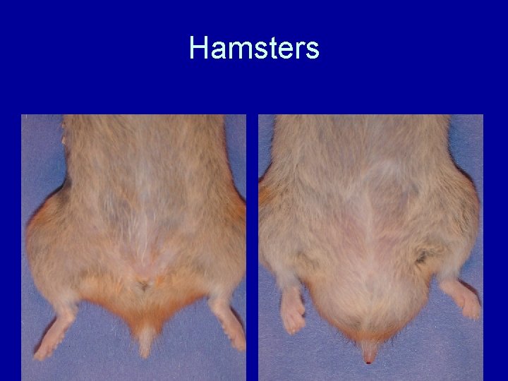 Hamsters 