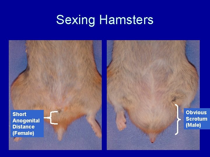 Sexing Hamsters Short Anogenital Distance (Female) Obvious Scrotum (Male) 