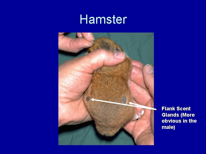 Hamster Flank Scent Glands (More obvious in the male) 