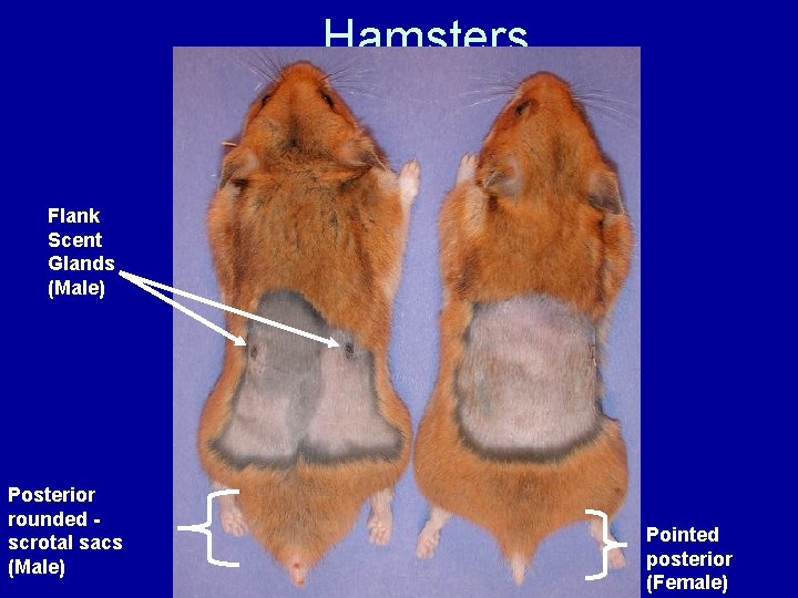 Hamsters Flank Scent Glands (Male) Posterior rounded scrotal sacs (Male) Pointed posterior (Female) 