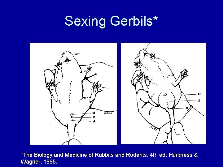 Sexing Gerbils* *The Biology and Medicine of Rabbits and Rodents, 4 th ed. Harkness