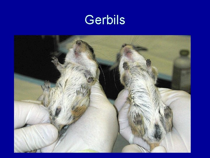 Gerbils 