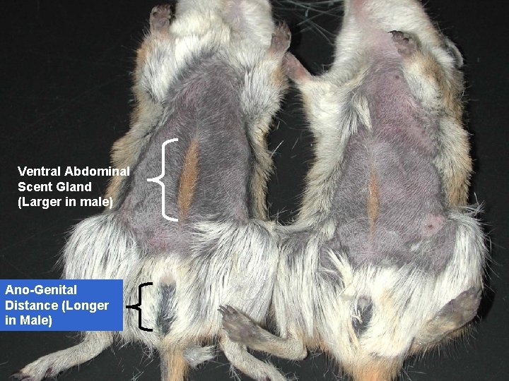 Ventral Abdominal Scent Gland (Larger in male) Ano-Genital Distance (Longer in Male) 