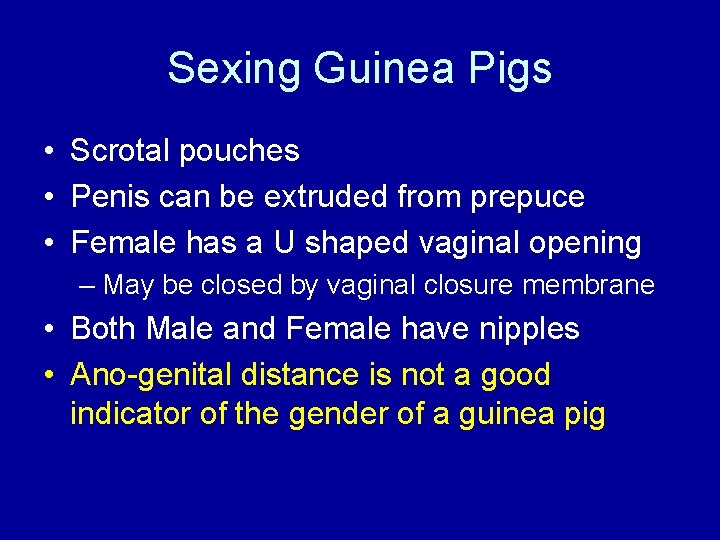 Sexing Guinea Pigs • Scrotal pouches • Penis can be extruded from prepuce •