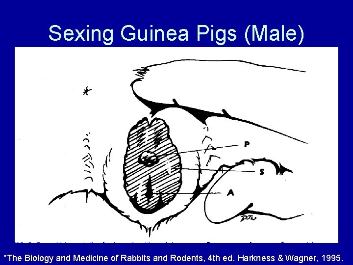 Sexing Guinea Pigs (Male) *The Biology and Medicine of Rabbits and Rodents, 4 th