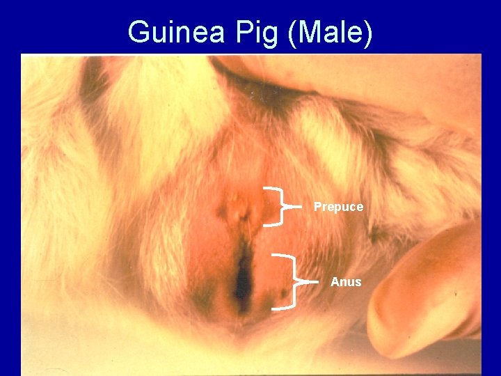 Guinea Pig (Male) Prepuce Anus 